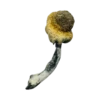 A+ Magic Mushrooms - Bazooka Bars Official