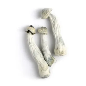 Albino Penis Envy, Buy Mushroom For Sale In Stock Online