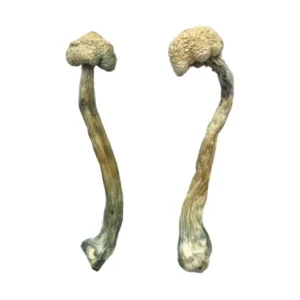 Albino Treasure Coast Magic Mushrooms - Bazooka Bars Official