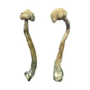 Albino Treasure Coast Magic Mushrooms - Bazooka Bars Official
