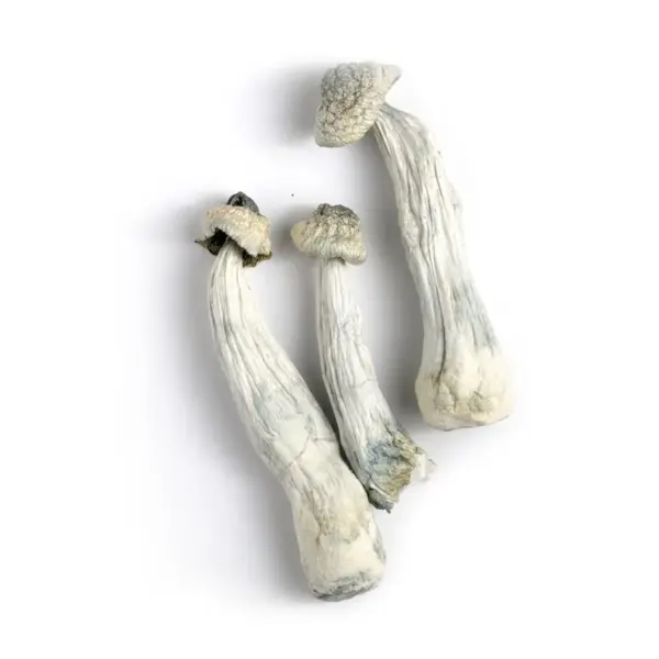 APE Albino Penis Envy Mushrooms - Bazooka Bars Official APE Albino Penis Envy Mushrooms - Bazooka Bars Official
