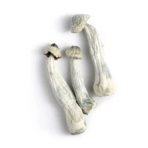 APE Albino Penis Envy Mushrooms - Bazooka Bars Official