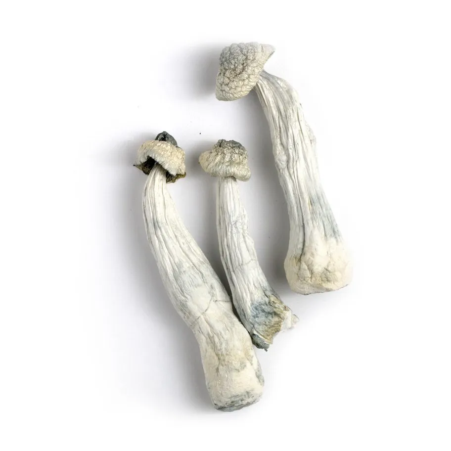 APE Albino Penis Envy Mushrooms - Bazooka Bars Official APE Albino Penis Envy Mushrooms - Bazooka Bars Official