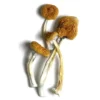 B+ Mushroom, Buy B+ Mushroom - Bazooka Bars Official