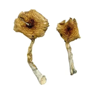 Ban Thurian Magic Mushrooms  - Bazooka Bars Official