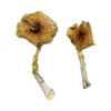 Ban Thurian Magic Mushrooms  - Bazooka Bars Official