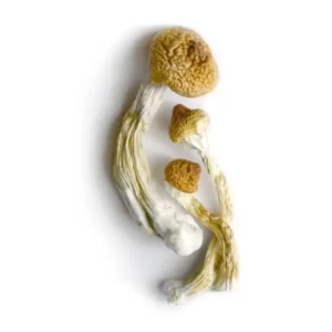 Big Mex Mushrooms - Bazooka Bars Official