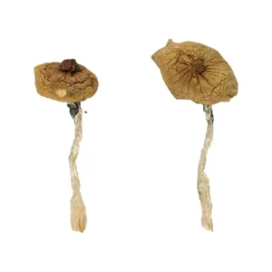 Blue Meanie Magic Mushrooms - Bazooka Bars Official