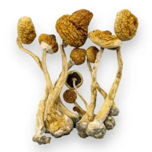 Buy Amazonian Mushrooms, Amazonian - Bazooka Bars Official