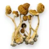 Buy Amazonian Mushrooms, Amazonian - Bazooka Bars Official