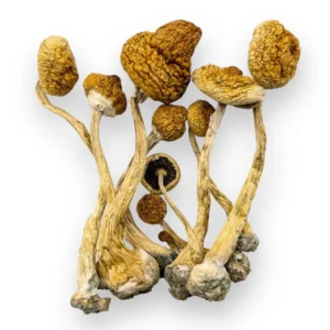 Buy Amazonian Mushrooms, Amazonian - Bazooka Bars Official