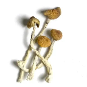 Buy Aztec God Mushroom, Aztec God - Bazooka Bars Official