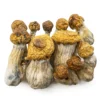 Buy Magic Mushroom In UK - Bazooka Bars Official