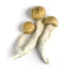 Buy Penis Envy UK, Buy Magic Mushroom Online UK