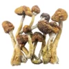 Buy Shrooms Online UK, Shroomsdelivery UK, Buy DMT UK