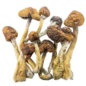 Buy Shrooms Online UK, Shroomsdelivery UK, Buy DMT UK