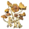 Cambodian Magic Mushroom - Bazooka Bars Official