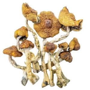 Cambodian Magic Mushroom - Bazooka Bars Official
