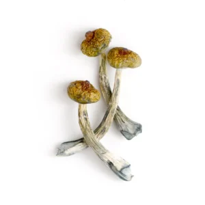 Costa Rican Mushrooms - Bazooka Bars Official