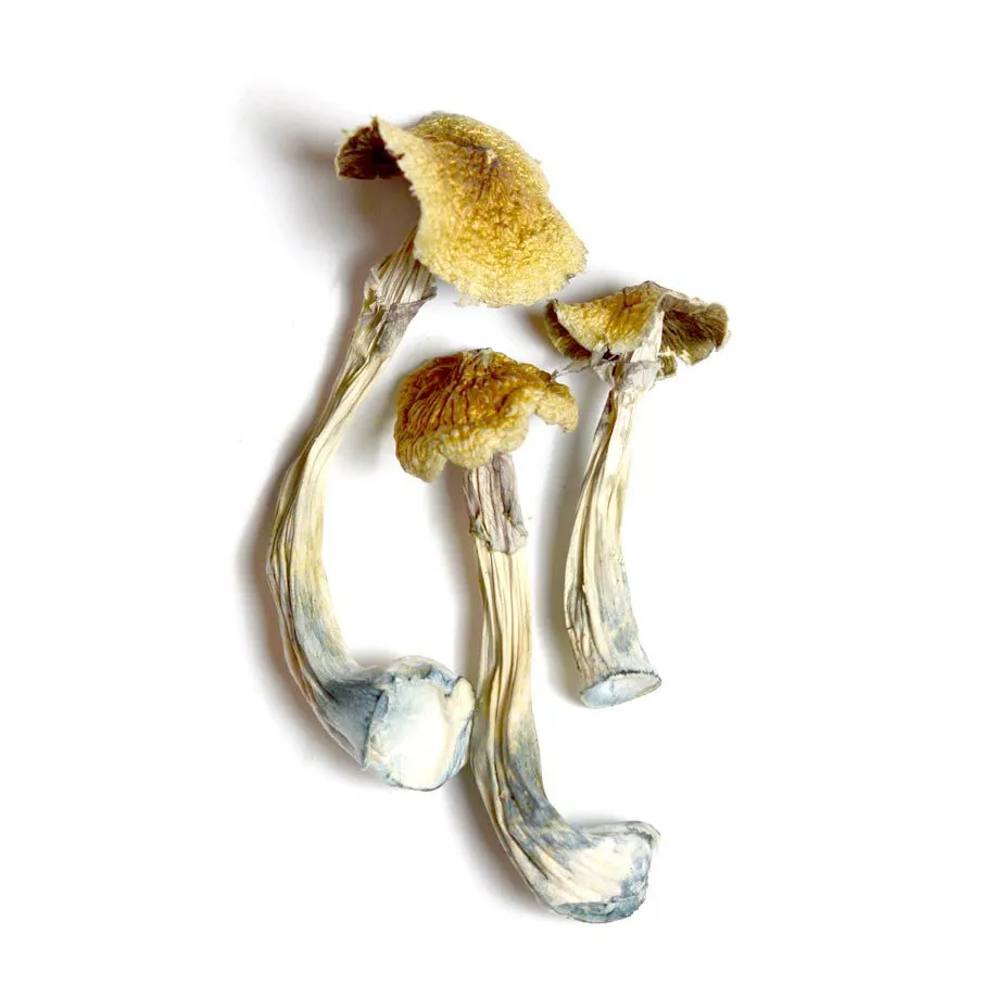 Ecuadorian Mushrooms - Bazooka Bars Official Ecuadorian Mushrooms - Bazooka Bars Official