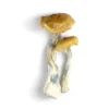 Golden Mammoth Mushrooms - Bazooka Bars Official