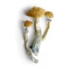 Hillbilly Magic Mushrooms  - Bazooka Bars Official