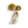 Huaulta Mushrooms - Bazooka Bars Official