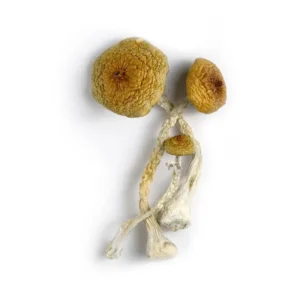 Huaulta Mushrooms - Bazooka Bars Official