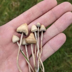Liberty Caps For Sale, Fresh Liberty Caps Near Me, Fresh Liberty Caps - Bazooka Bars Official