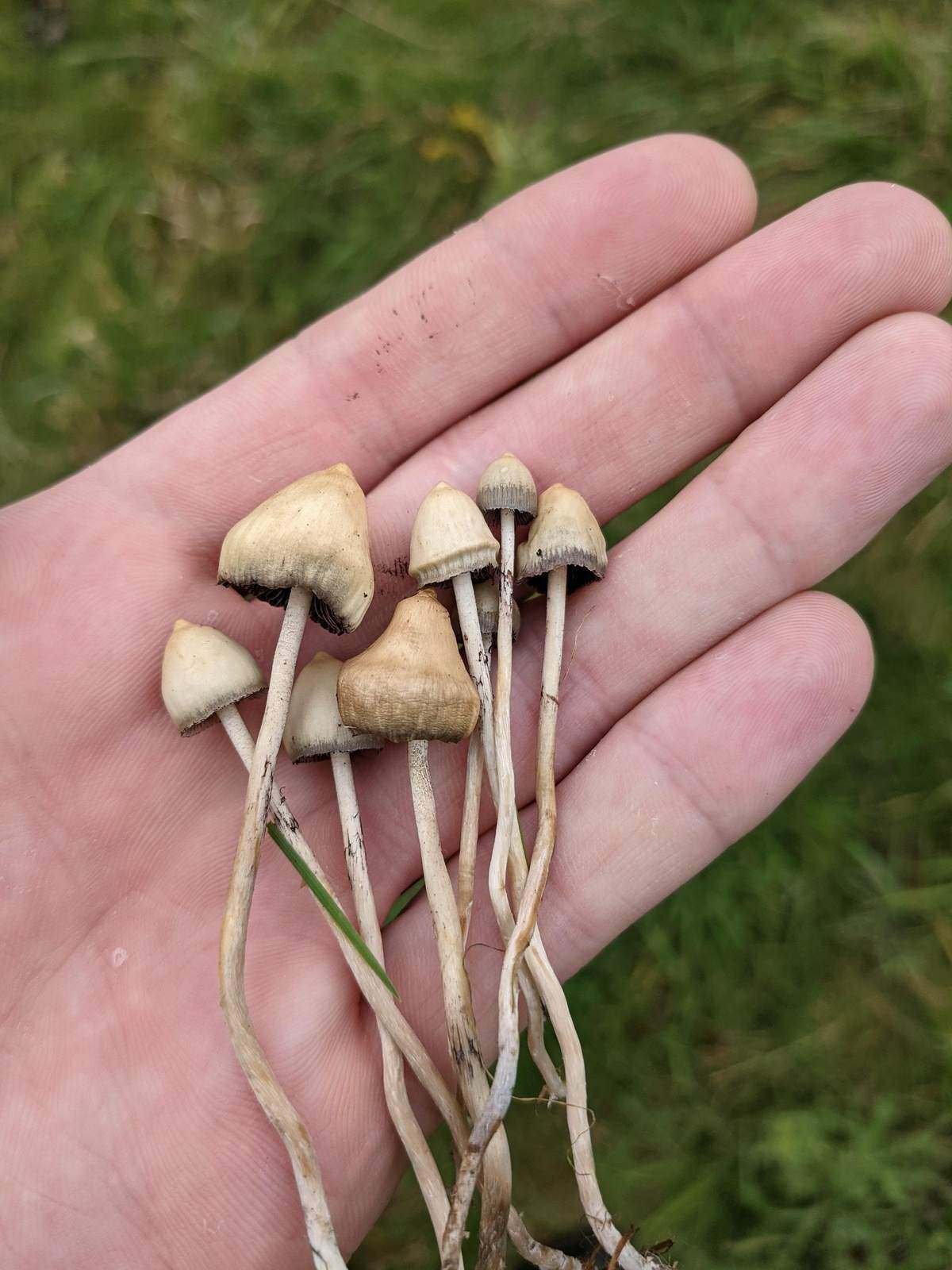 Liberty Caps For Sale, Fresh Liberty Caps Near Me, Fresh Liberty Caps - Bazooka Bars Official Liberty Caps For Sale, Fresh Liberty Caps Near Me, Fresh Liberty Caps - Bazooka Bars Official