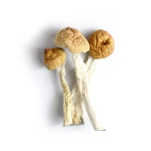 Orrisa India Mushrooms, Buy Magic mushroom UK