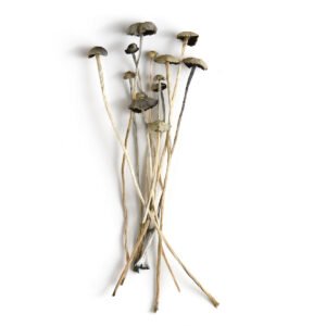 Panaeolus Cyanescens Magic Mushrooms, Bazooka Bars Official