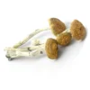 Psilocybe Aztecorum Mushrooms - Bazooka Bars Official