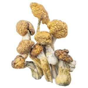 Shrooms Delivery UK, Buy Shrooms Delivery UK Online