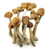 Shroomsdelivery, Mazatapec Magic Mushroom - Bazooka Bars Official