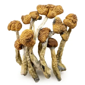 Shroomsdelivery, Mazatapec Magic Mushroom - Bazooka Bars Official
