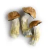 Tidal Wave Mushrooms - Bazooka Bars Official