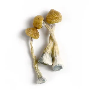 Where To Buy Magic Mushroom, Zilla Mushrooms - Bazooka Bars Official