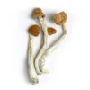 Wollongong Magic Mushrooms, Where To Buy Magic Mushrooms UK