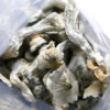 Yellow Umbo Mushrooms - Bazooka Bars Official
